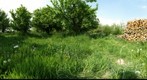 Trees and Firewood (360°)