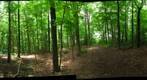 University of Guelph - Dairy Bush - 43 - June 23 2010