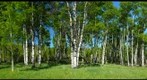 Aspens...a study in green and white