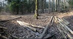 Forest #11