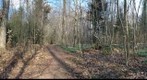 Forest #1