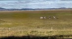 Zebras on Lake George, New South Wales, Australia