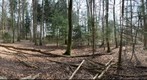 Forest #10