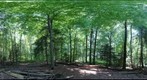 Forest #12 Variation 1