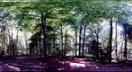 Forest #12 Variation 3