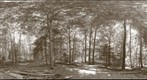 Forest #12 Variation 5