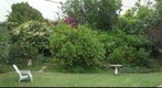 100629 Goleta, California, backyard bougainvillea buddha citrus plum redwood
