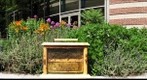 Observation Hive in ASI Garden