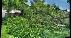 Fallen tree