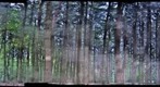 Forest #14