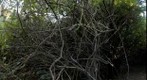 Copse Tangle, 2009