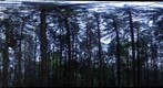 Forest #16