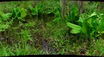 Skunk Cabbage and Horsetails, study in green #2