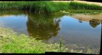 Pond Life