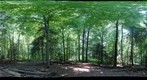 Forest #12 Variation 2