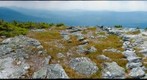 Alpine meadow restoration, Mount Abraham, Vermont