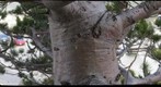 Rainbow - conifer trunk