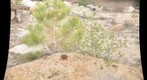 Rocky Plantlife