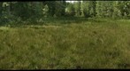 Pine Barrens Wet Savanna  in Wharton State Forest, NJ