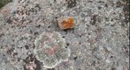 I Took a Lichen To This Rock