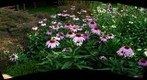 The Home Environment - Patio Flowers