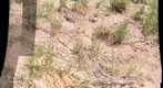 Colorado Ant hill - find the ants....