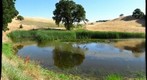 July Pond