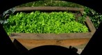 Backyard Lettuce