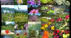 Scandinavian Flowers
