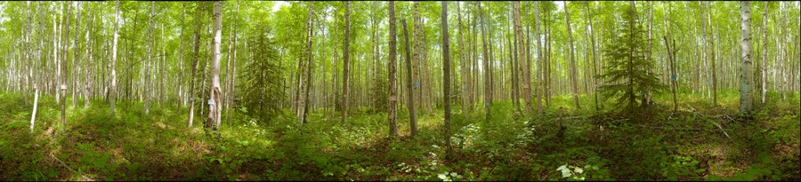 54276-900x205