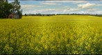 Canola field in bloom, Waskatenau, Alberta