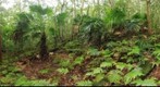 Macquarie Pass National Park Rainforest Dee Kramer Photography