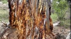 Stump