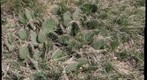 Cactus zoom