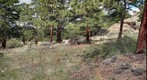 Mule Deer 1