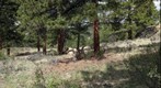 Mule Deer 2