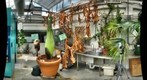 Perry the Corpse Flower