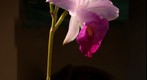 Orquídea Bambu - Arundina graminifolia