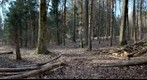 Forest #7