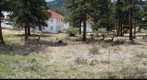 Mule Deer 3