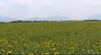 Lavenders and sunflowers in Provence
