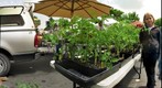 Tomato plants at the Sebastopol Farmer's market