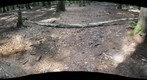 Forest #15