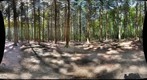 Forest #16