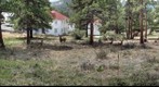 Mule Deer 4