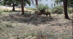 Mule Deer 5
