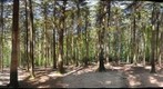 Forest #2