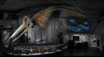 Nantucket Whaling Museum