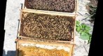 Unhealthy Honey Bee Colony # 2