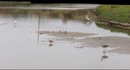 100621 Goleta Slough Great Egrets gulls Great Blue Heron Black Crowned Night Heron